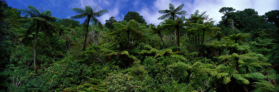 Jungle Photograph - Rain Forest Paparoa National Park S by Panoramic Images