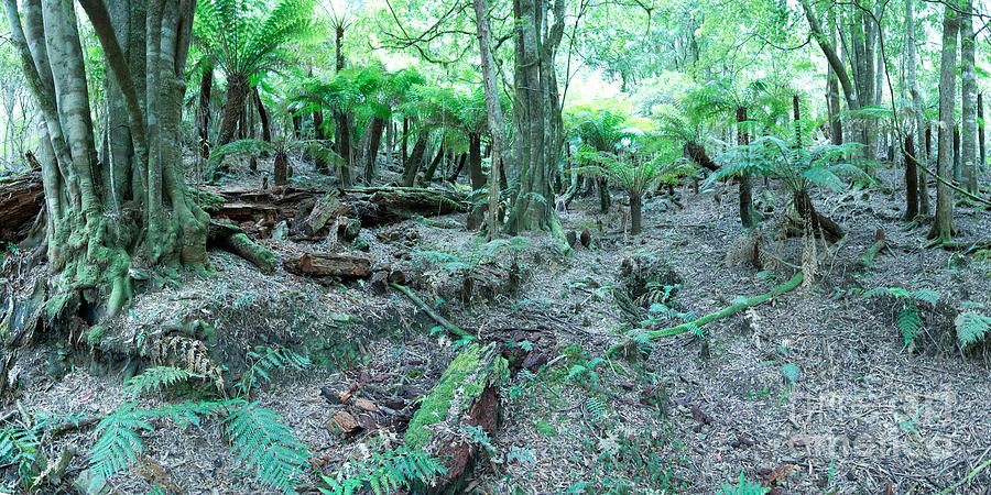 Rain Forest Pocket in the Monga National Park B Photograph by Peter Kneen