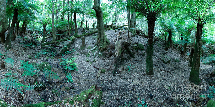 Rain Forest Pocket in the Monga National Park by Peter Kneen Rain Forest Pocket in the Monga National Park by Peter Kneen