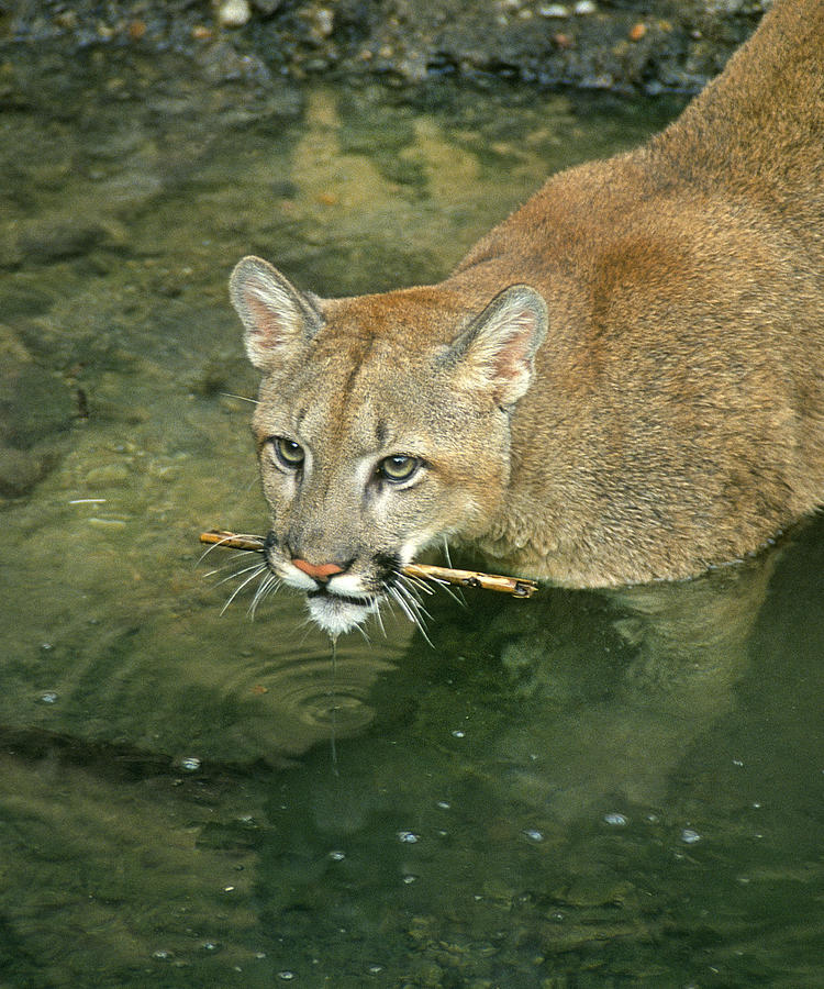 Rain Forest Puma Photograph