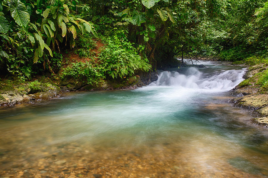 Rain Forest River Photograph