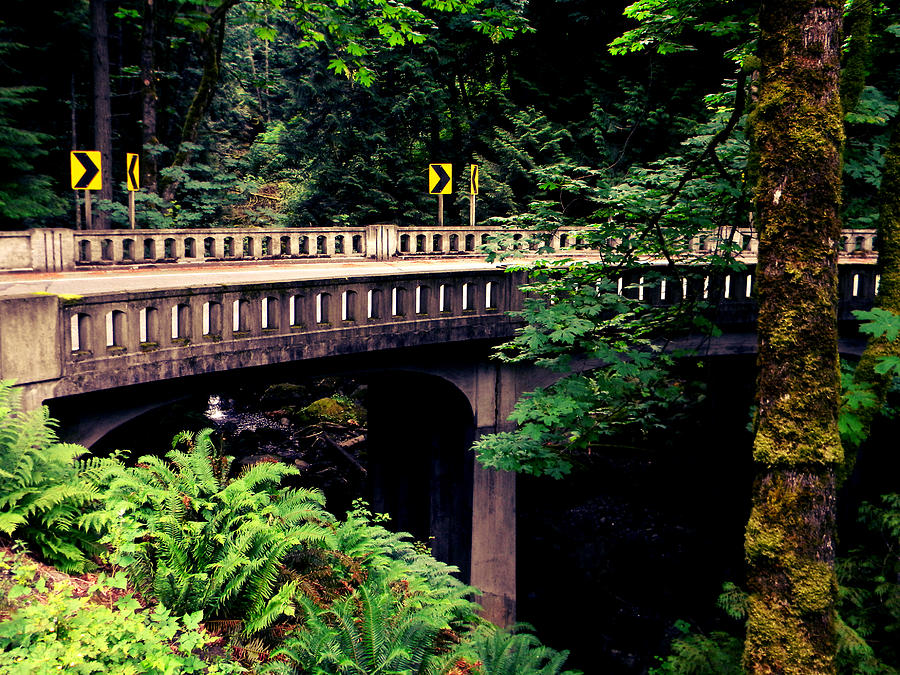 Woods Photograph - Rain Forest Roadway by Zoltan Spitzer Woods Photograph - Rain Forest Roadway by Zoltan Spitzer