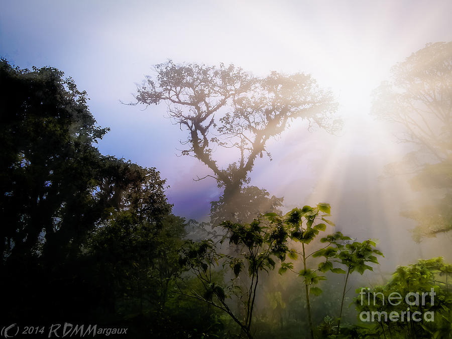Rain Forest Sun Photograph by Margaux Dreamaginations