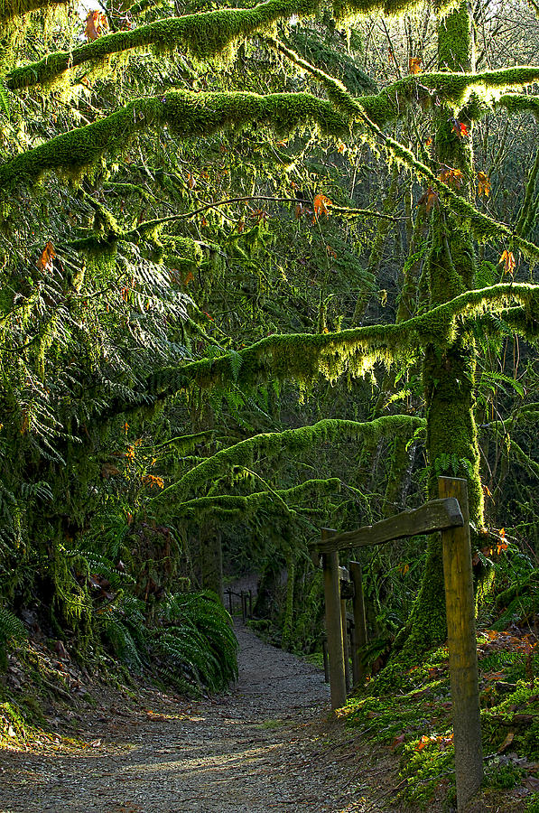 Rain Forest Trail Photograph by Sharon Talson