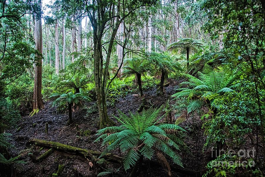 Rain Forests A B Photograph by Peter Kneen