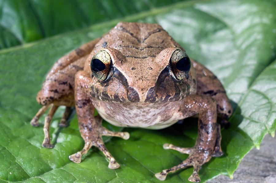Rain Frog Photograph by Sinclair Stammers/science Photo Library