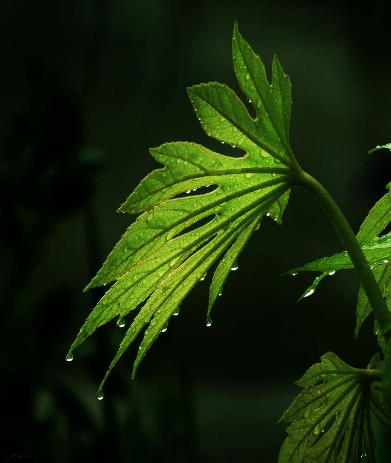 Rain Garden Photograph by Deborah Smith