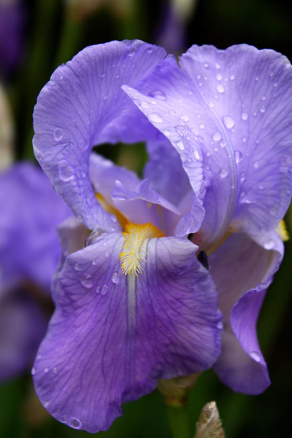 Rain-Kissed Iris Photograph by Saya Studios