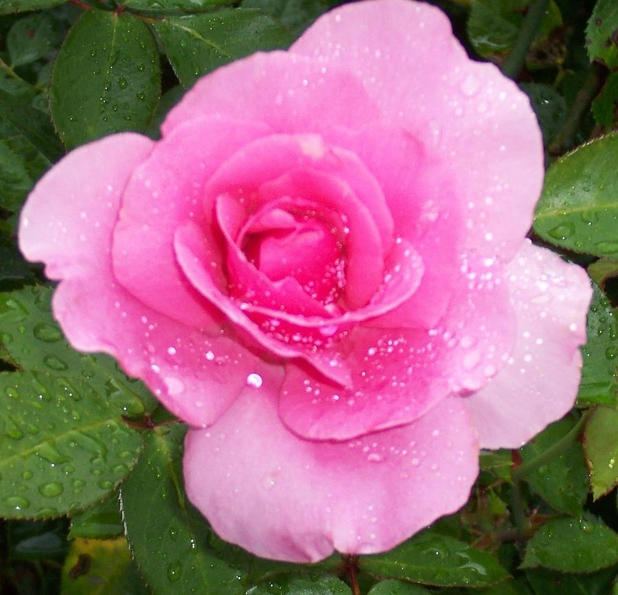 Rain Kissed Rose Photograph by Catherine Gagne