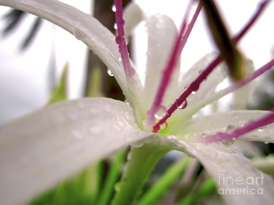 Rain Lily Photograph by Alanna DPhoto