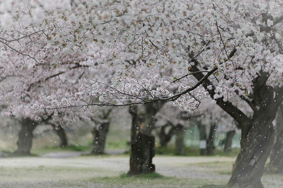 Rain Of Cherry Blossoms Photograph By Nobythai