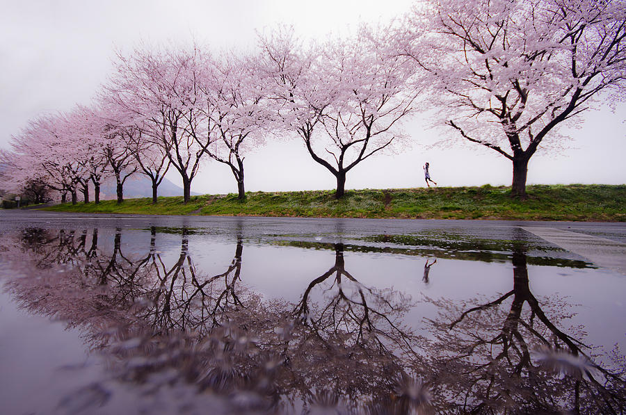 Tree Photograph - Rain Of Spring by Kouji Tomihisa