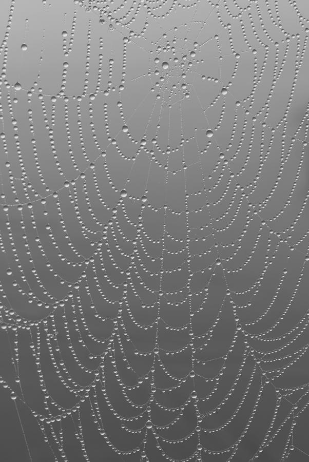 Rain on a Spider Web Photograph by Hermes Fine Art