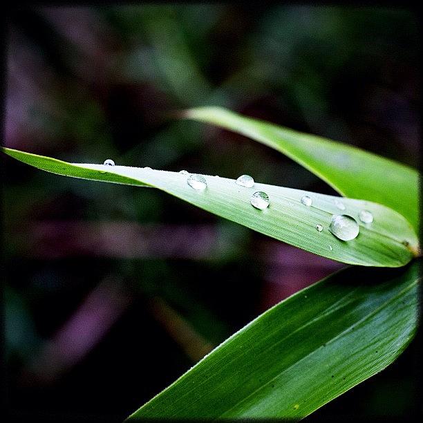 Igers Photograph - Rain On Bamboo. #instagood #picoftheday by Kevin Smith