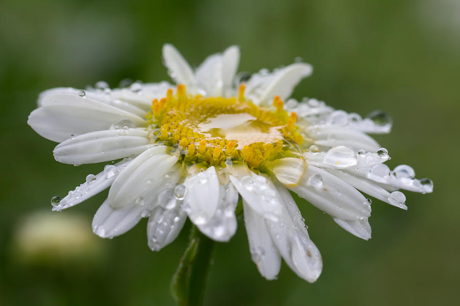 Rain on Daisy Photograph by Steve Stephenson