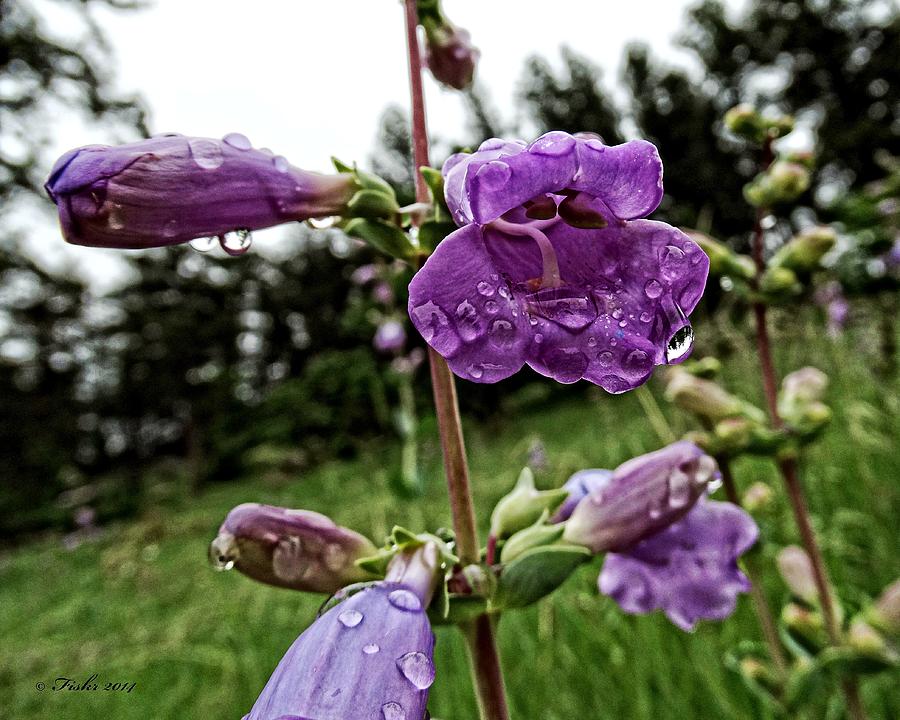 Rain on Flowers Photograph by Fiskr Larsen