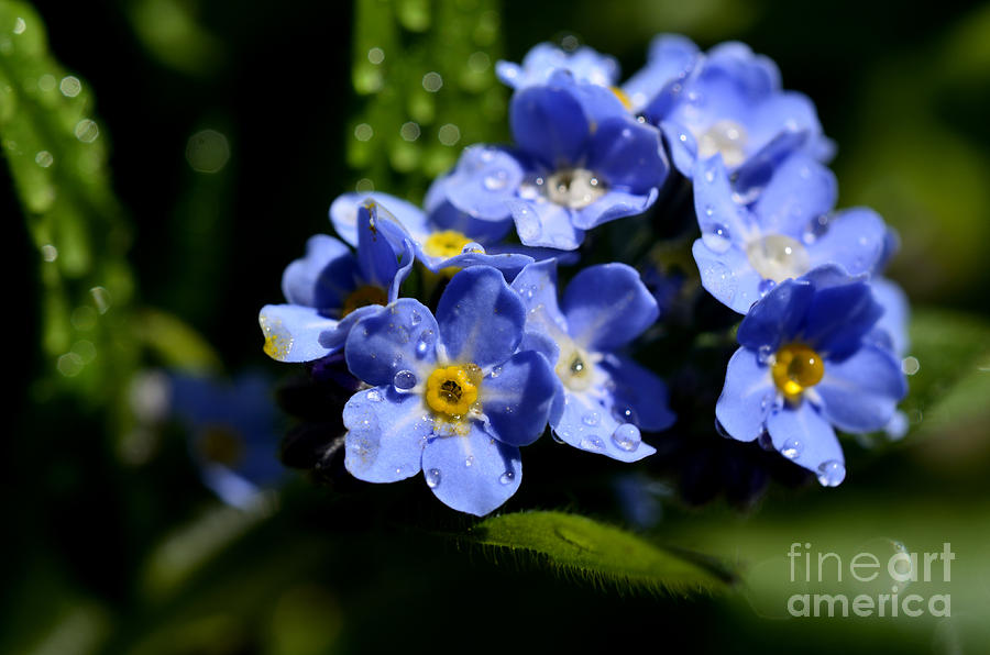 Rain on Forget-me-not Photograph by Thomas R Fletcher