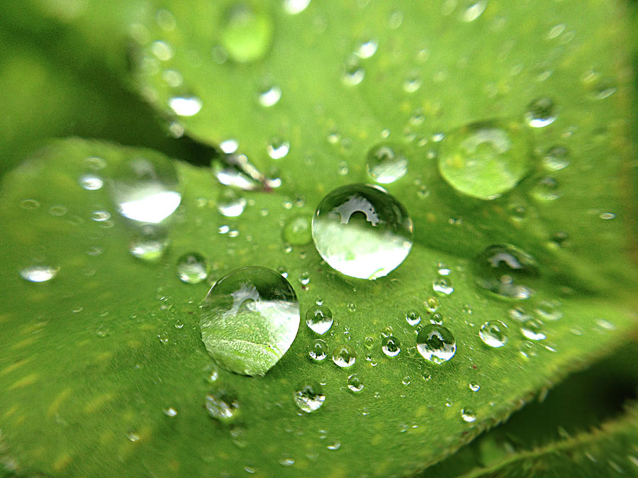 Rain On Leaf Photograph by Kelly Loughlin Photography