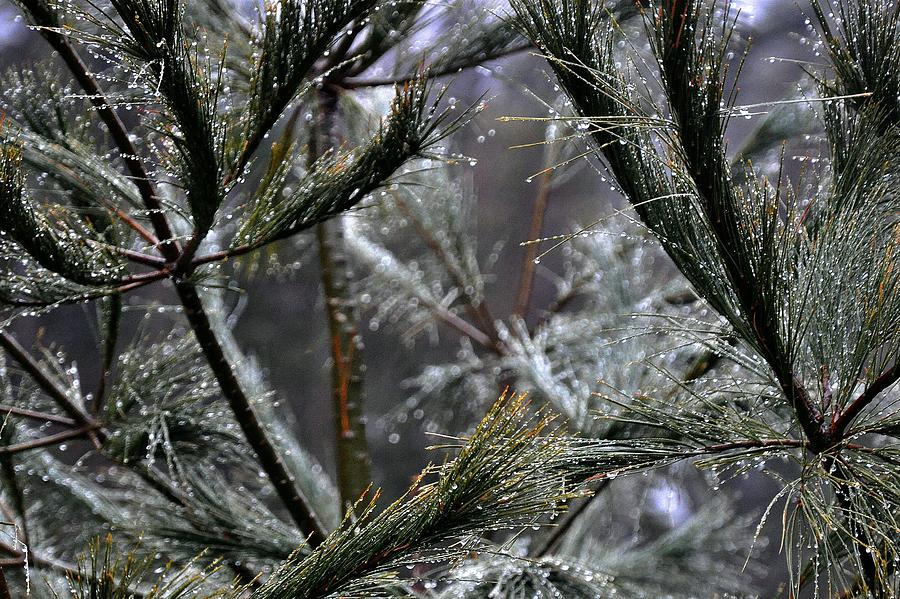Rain on Pine Needles Photograph by Phyllis Meinke