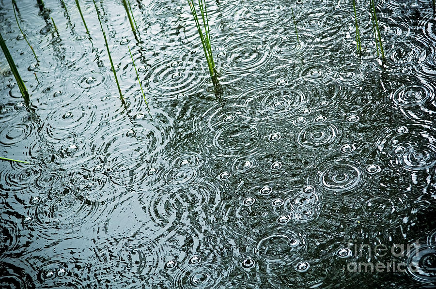 Rain On Pond Photograph