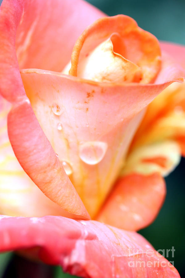 Rain on Rose Photograph by Nick Gustafson