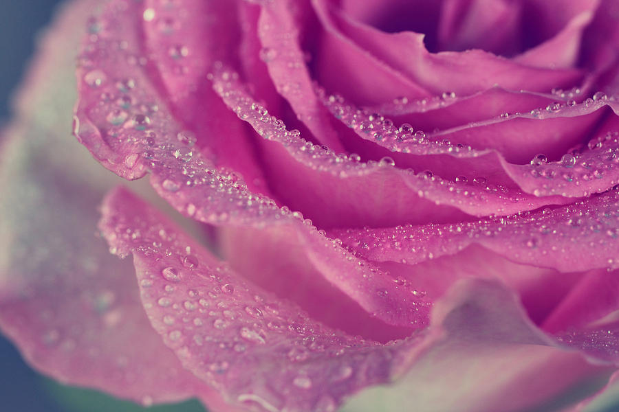 Rain Photograph - Rain on Rose by The Art Of Marilyn Ridoutt-Greene