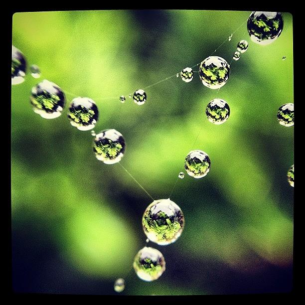 Macro Photograph - Rain On Spiderweb...  by Gaelle Henderson