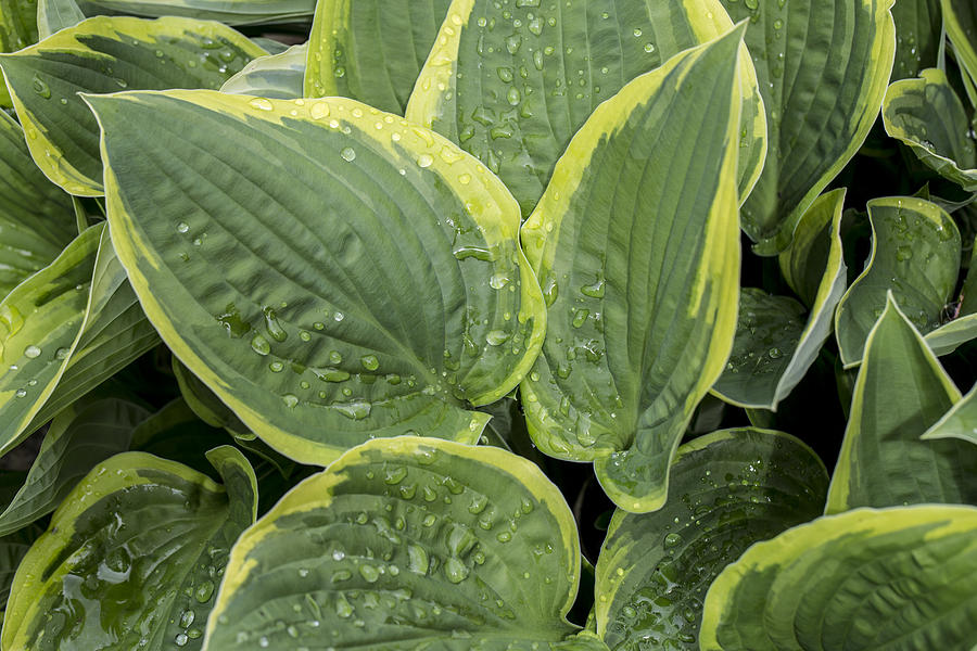 Rain On The Hostas Photograph by Andrew Pacheco