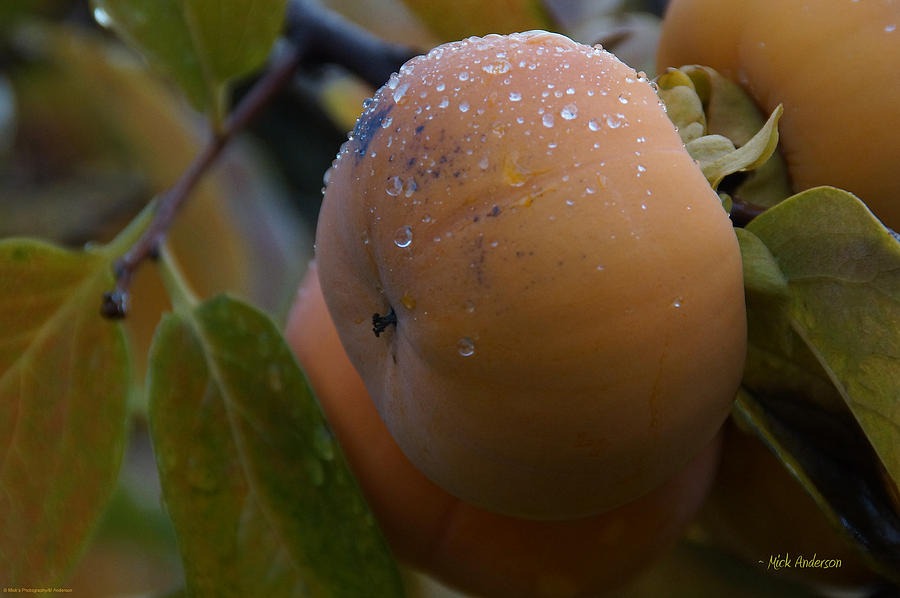 Rain on the Persimmon Photograph by Mick Anderson