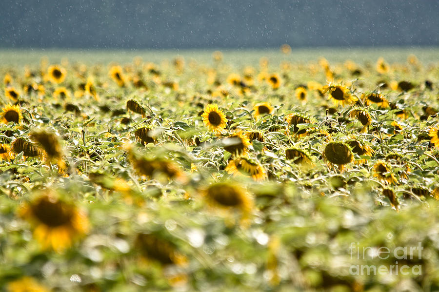 Rain on the Sunflowers Photograph by Cheryl Baxter