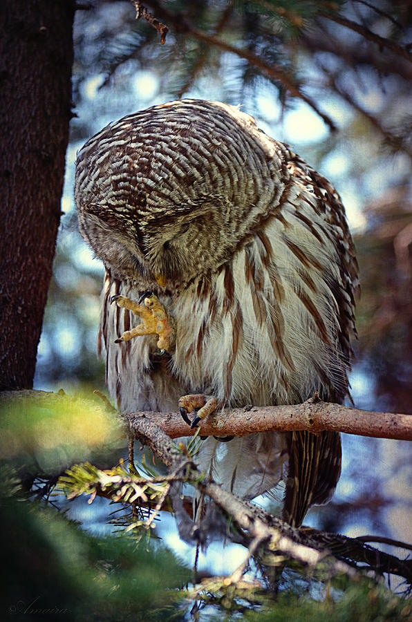 Nature Photograph - Rain Owl by Maria Angelica Maira