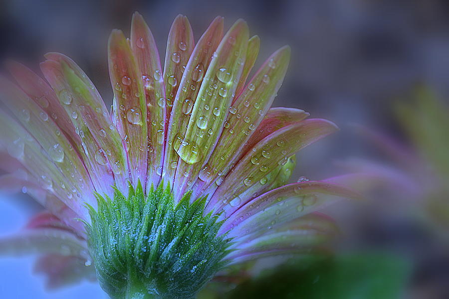 Rain Petals Photograph by Michelle Ayn Potter