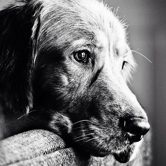 Dog Photograph - Rain Rain Go Away.. Tucker Wants To by Scott Pellegrin