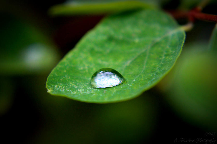 Rain Resting on a Leaf Photograph by Aaron Burrows