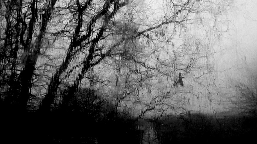 Tree Photograph - Rain by Sarah Hembree