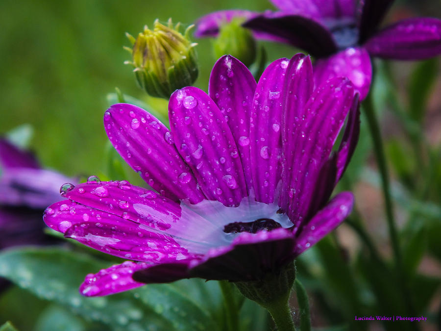 Nature Photograph - Rain Shower by Lucinda Walter