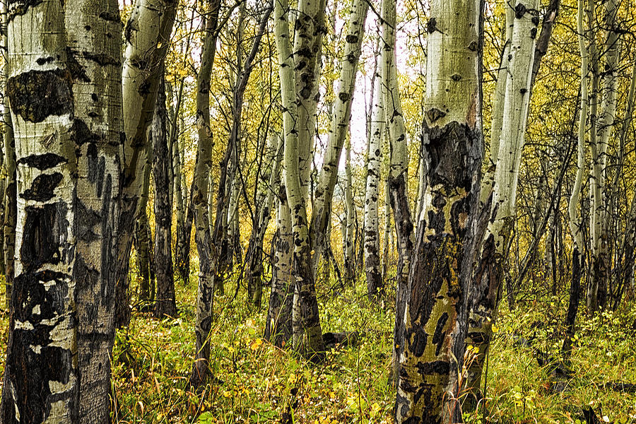 Tree Photograph - Rain-Soaked Aspen Bark by Belinda Greb