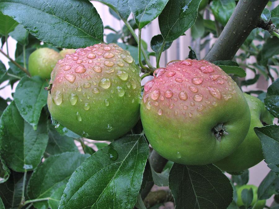 Apple Photograph - Rain Soaked by Lora Fisher Photography