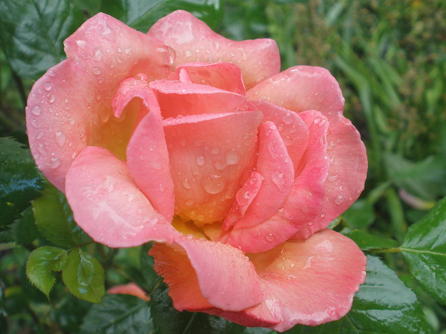 Rain-Soaked Rose Photograph by Teresa Herlinger