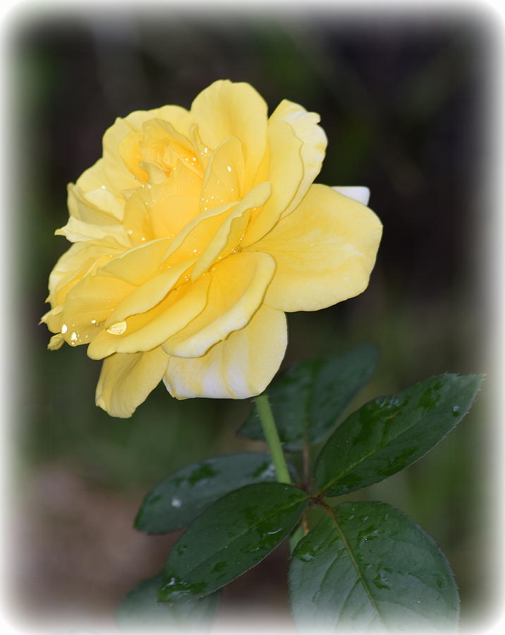 Rain Soaked Yellow Rose 1 Photograph by Sheri McLeroy
