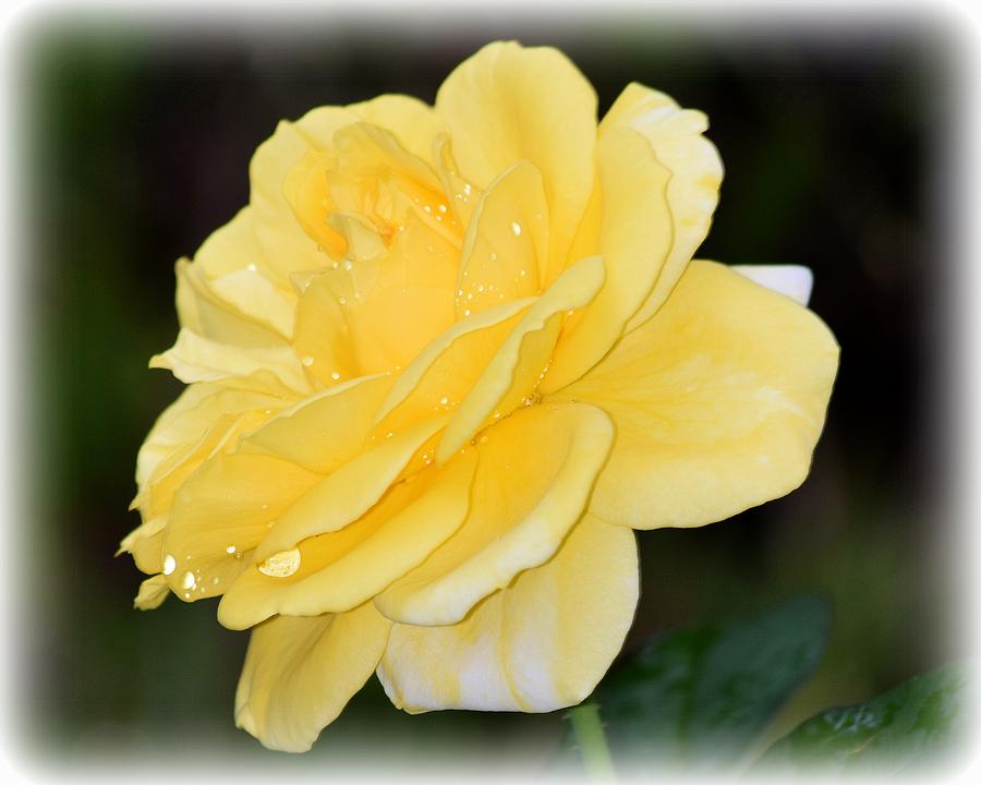 Rain Soaked Yellow Rose 2 Photograph by Sheri McLeroy