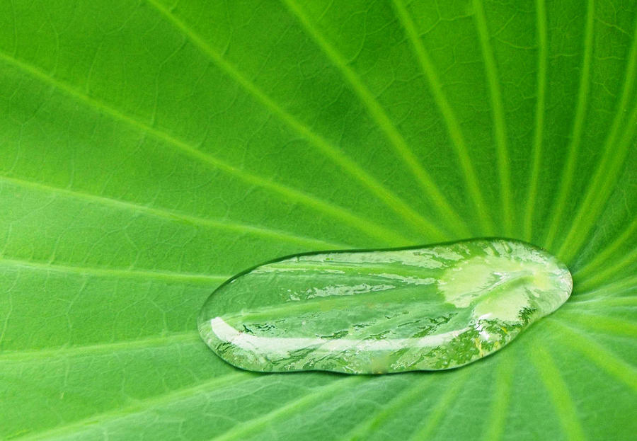 Rain Water Droplet Sacred Lotus Lily Leaf Photograph by David Clode