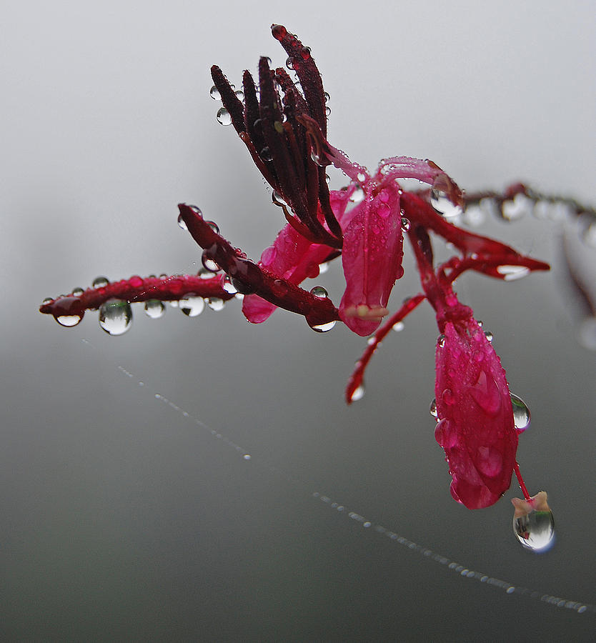 Rain Weaver Photograph by Jani Freimann