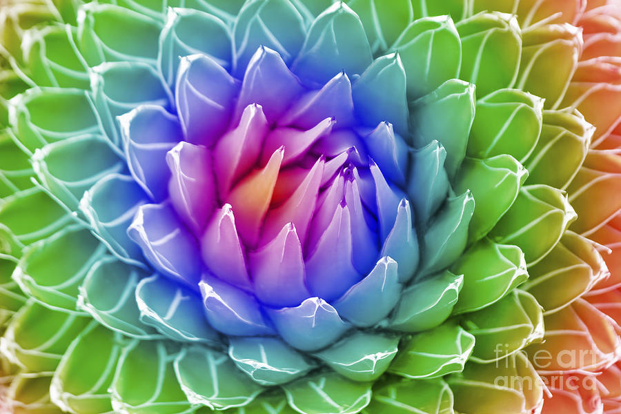 Rainbow Agave Photograph by Diane Macdonald