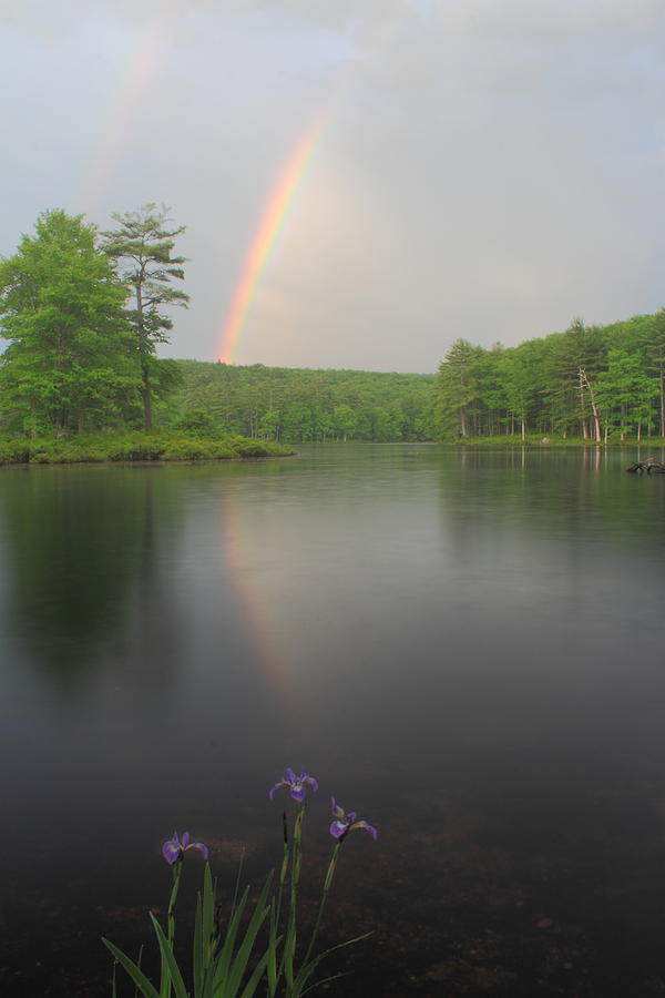 Rainbow and Blue Flag Iris at Pond Photograph by John Burk