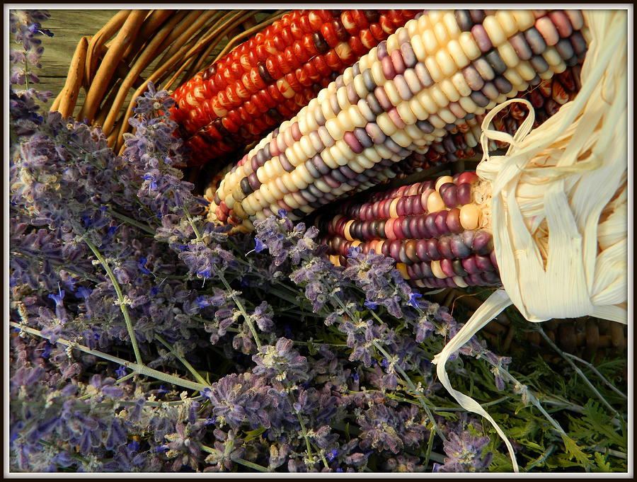 Rainbow and Gem Corn with Fragrant Russian Sage Photograph by Kathy Barney