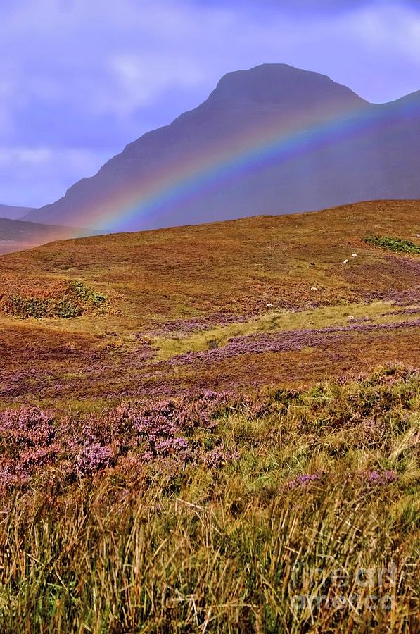 Rainbow and Heather Photograph by Henry Kowalski