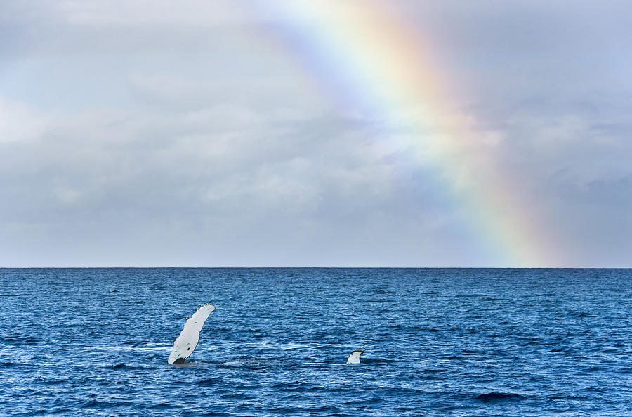 Animal Photograph - Rainbow and Humpback Whale - Maui by M Swiet Productions