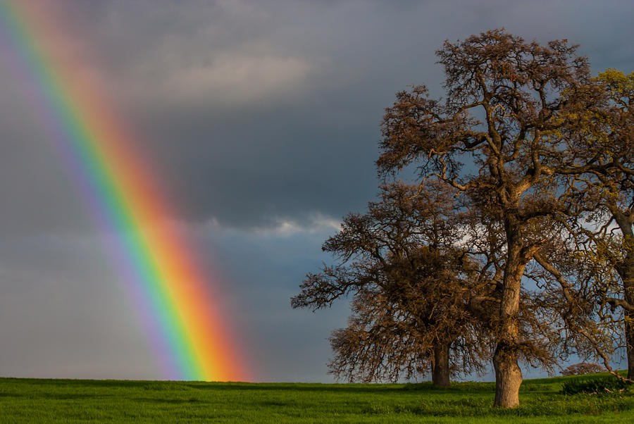 Rainbow And Oaks Photograph by Marc Crumpler
