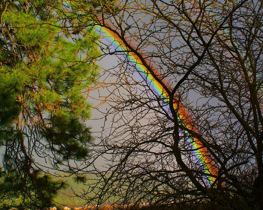 Rainbow and Tree Dancing Photograph by Ben Upham III